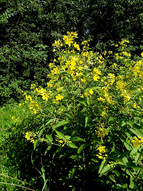 Garden yellow loosestrife: Gewöhnlicher Gilbweiderich, Primulaceae, Deutschland, Bayern, Oberfranken, Selbitz Foto: U.Schmidt, VII.2012