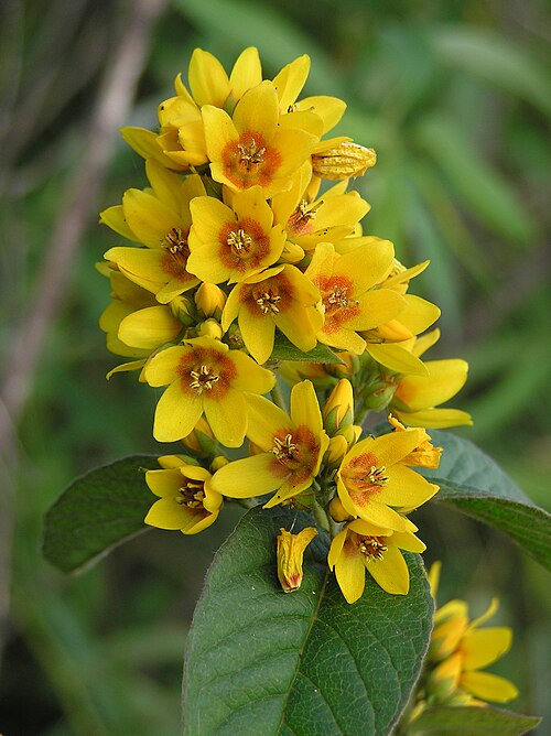 Garden yellow loosestrife: Lysimachia vulgaris L. (Yellow Loosestrife). Habitat: a bank. Volgograd Reservoir (Volga river), Engelssky District, Saratov Oblast, Russia.