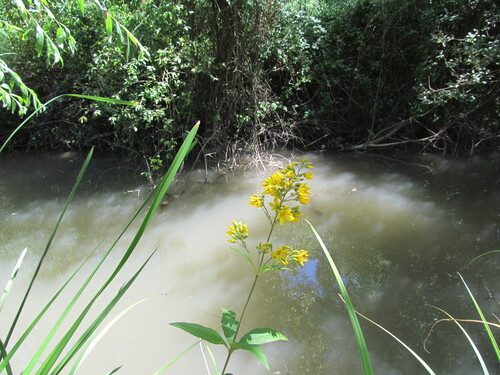 Garden yellow loosestrife (Lysimachia vulgaris)