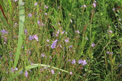 Angled purple-loosestrife (Lythrum alatum)