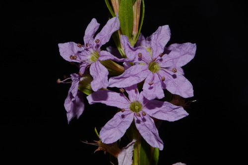Angled purple-loosestrife (Lythrum alatum)