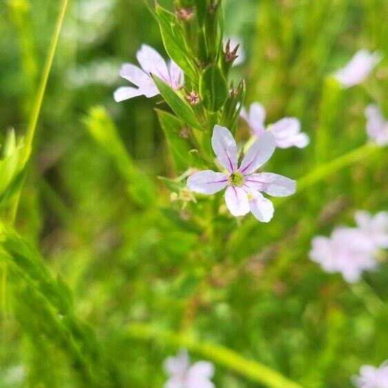 Angled purple-loosestrife (Lythrum alatum)