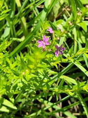 Angled purple-loosestrife (Lythrum alatum)