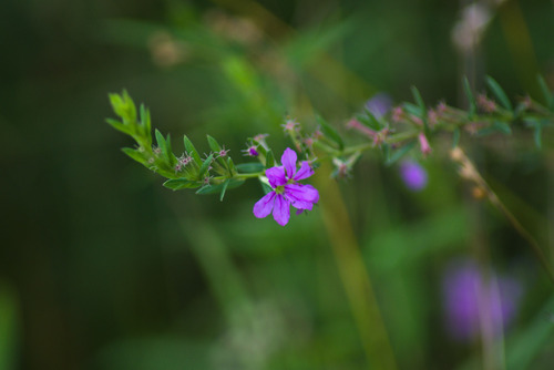 Angled purple-loosestrife (Lythrum alatum)