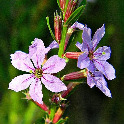 Angled purple-loosestrife: Lythrum alatum Pursh var. lanceolatum. Lovely purple wildflower at Frenchman's Forest Natural Area, PB County, Florida. Too tall for my tripod so hand held in t