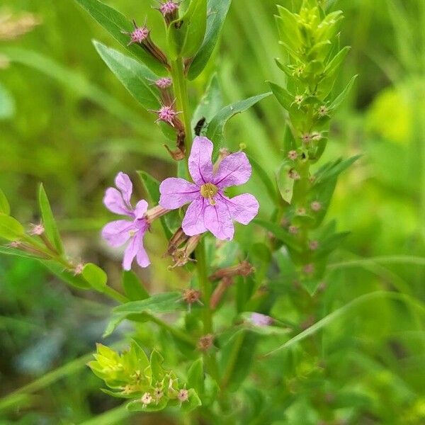 Angled purple-loosestrife (Lythrum alatum)