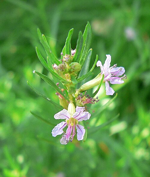 California loosestrife: Lythrum californicum at Wheeler Camp Spring, west of Blue Diamond, Spring Mountains, southern Nevada
