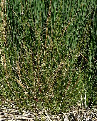 California loosestrife: Lythrum californicum at Point of Rocks Springs, Ash Meadows National Wildlife Refuge , southern Nevada