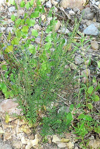 California loosestrife: Lythrum californicum at Wheeler Camp Spring, west of Blue Diamond, Spring Mountains, southern Nevada