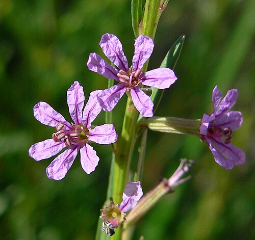 California loosestrife: Lythrum californicum at Point of Rocks Springs, Ash Meadows National Wildlife Refuge , southern Nevada