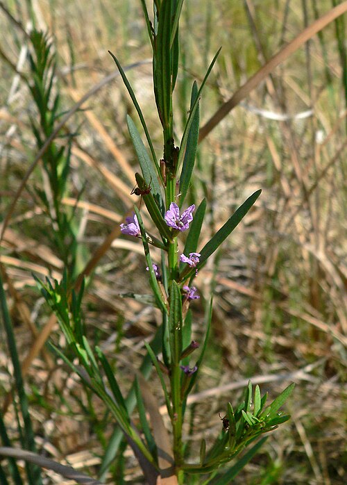 California loosestrife: Lythrum californicum at Point of Rocks Springs, Ash Meadows National Wildlife Refuge , southern Nevada