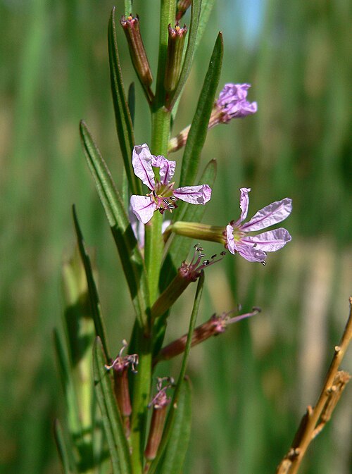 California loosestrife: Lythrum californicum at Point of Rocks Springs, Ash Meadows National Wildlife Refuge , southern Nevada