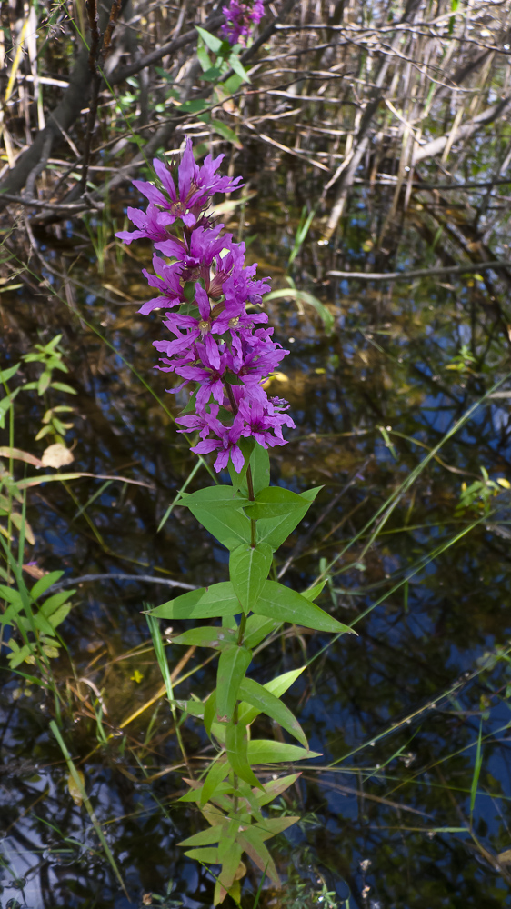 Lythrum intermedium: Цветущее растение на подтопленном дождями участке. Свердловская обл., г. Заречный