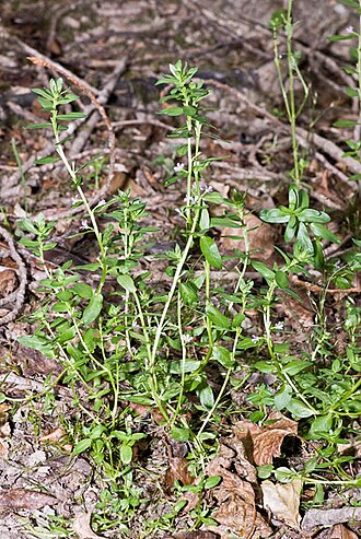 False grass-poly (Lythrum junceum)
