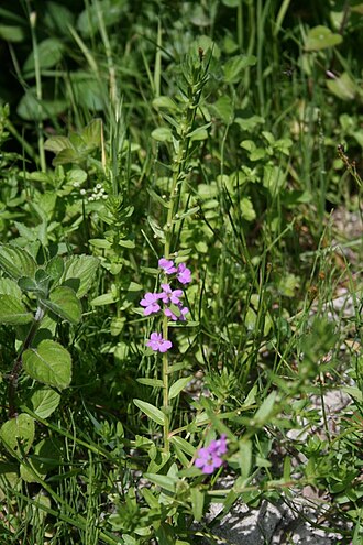 False grass-poly: Lythrum junceum , Blutweiderichgewächse (Lythraceae) - Italien/Italia/Italy: Kalabrien/Calabria, Prov. Reggio Calabria, Aspromonte, bei San Peri, SSE Scilla