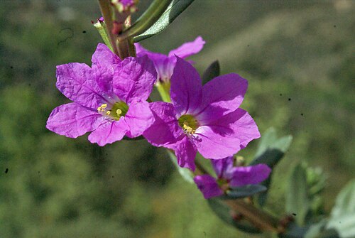False grass-poly: Lythrum junceum