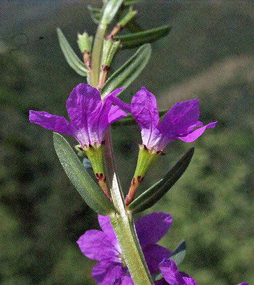 False grass-poly: Lythrum junceum