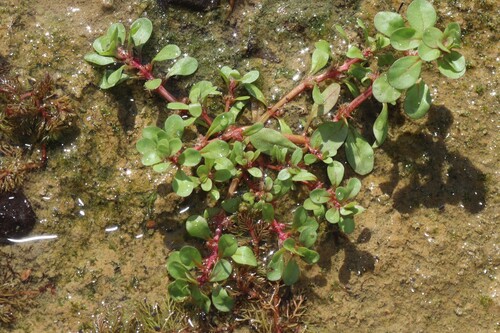 Spatulaleaf loosestrife (Lythrum portula)
