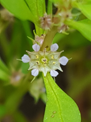 Spatulaleaf loosestrife (Lythrum portula)