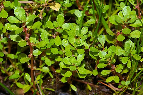 Spatulaleaf loosestrife: Semiaquatically growing plants of Lythrum portula (syn.: Peplis portula ), Lythraceae.