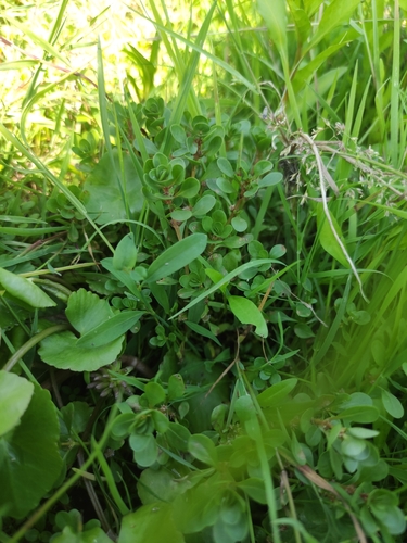 Spatulaleaf loosestrife (Lythrum portula)