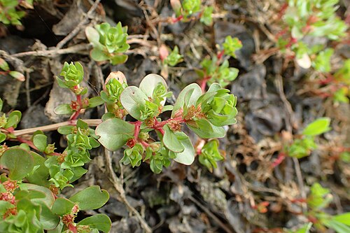 Spatulaleaf loosestrife: Lythrum portula in Pontokerasia, N Greece