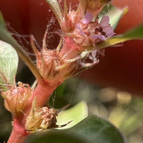 Spatulaleaf loosestrife (Lythrum portula)