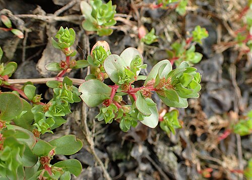 Spatulaleaf loosestrife: Lythrum portula in Pontokerasia, N Greece