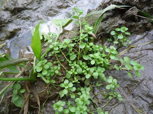 Spatulaleaf loosestrife (Lythrum portula)