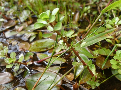 Spatulaleaf loosestrife (Lythrum portula)