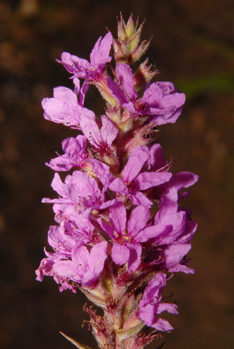 Purple-loosestrife (Lythrum salicaria)