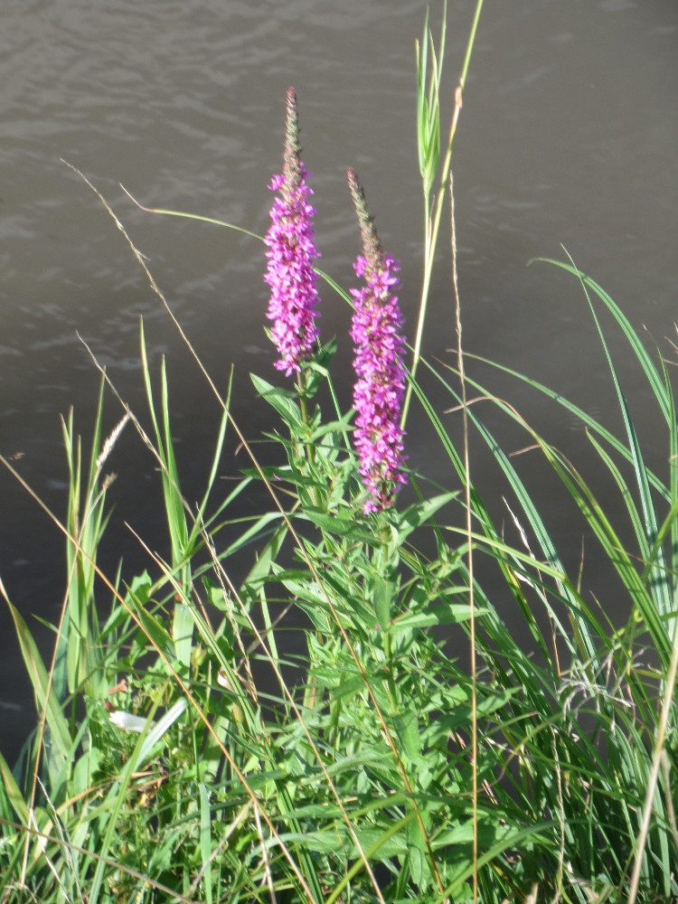 Purple-loosestrife: Gewöhnlicher Blutweiderich ( Lythrum salicaria ) am Kraichbach in Hockenheim