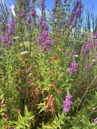 Purple-loosestrife (Lythrum salicaria)