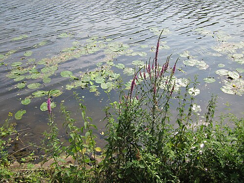 Purple-loosestrife: Gewöhnlicher Blutweiderich ( Lythrum salicaria ) und Gelbe Teichrose ( Nuphar lutea ) an der Saar in Saarbrücken