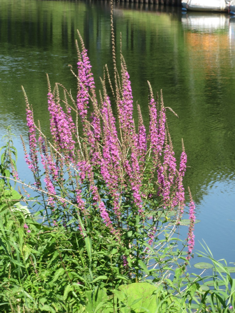 Purple-loosestrife: Gewöhnlicher Blutweiderich ( Lythrum salicaria ) an der Saar in Alt-Saarbrücken