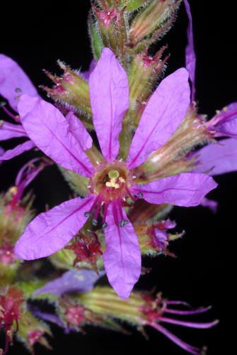 Purple-loosestrife (Lythrum salicaria)