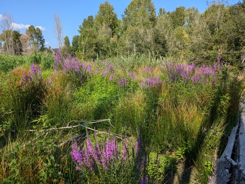Purple-loosestrife (Lythrum salicaria)