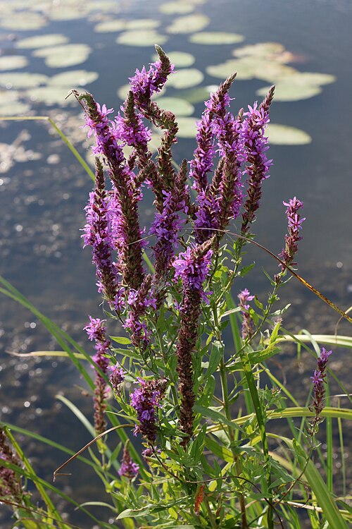 Purple-loosestrife: Purple-loosestrife ( Lythrum salicaria ). Vinnytsia rajon, Ukraine.