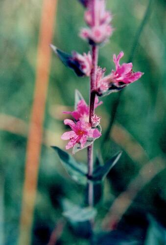 Purple-loosestrife (Lythrum salicaria)