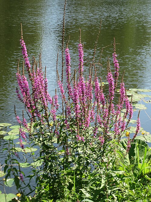 Purple-loosestrife: Gewöhnlicher Blutweiderich ( Lythrum salicaria ) an der Saar in Alt-Saarbrücken