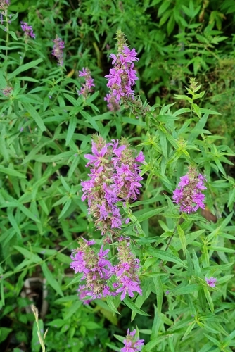 Purple-loosestrife (Lythrum salicaria)