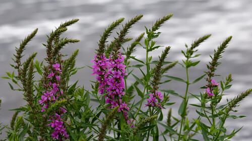 Purple-loosestrife (Lythrum salicaria)