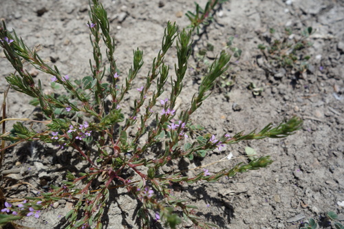 Thymeleaf loosestrife (Lythrum thymifolia)