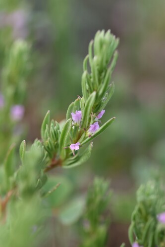 Thymeleaf loosestrife (Lythrum thymifolia)