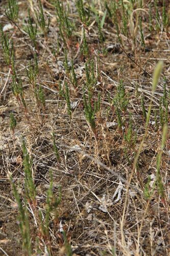 Thymeleaf loosestrife (Lythrum thymifolia)
