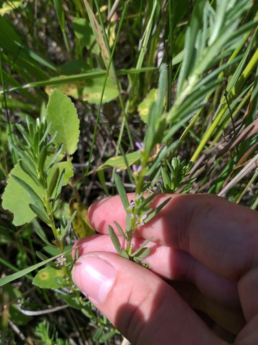Thymeleaf loosestrife (Lythrum thymifolia)