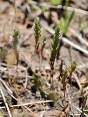 Thymeleaf loosestrife (Lythrum thymifolia)