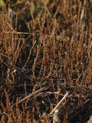 Thymeleaf loosestrife (Lythrum thymifolia)