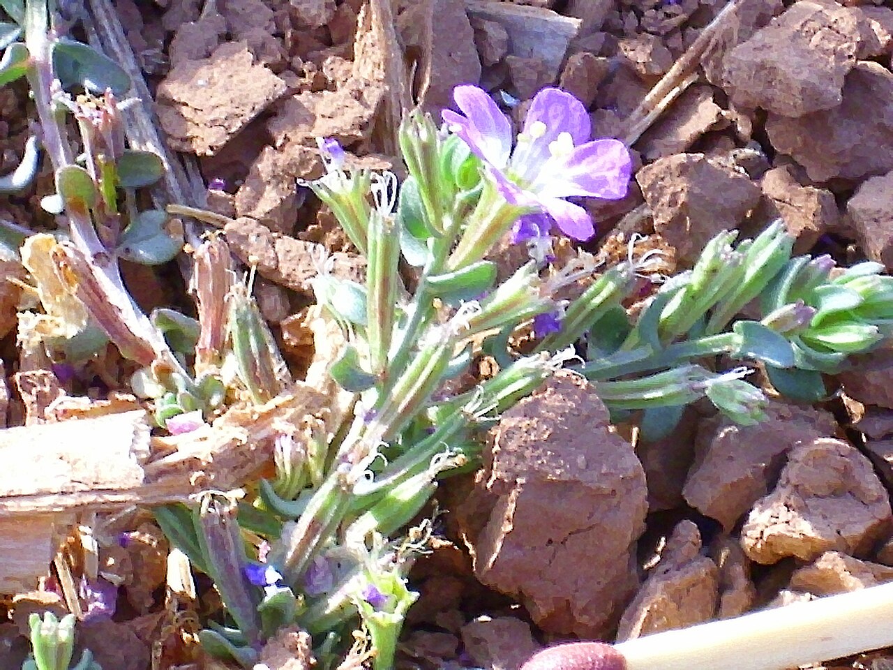 Threebract loosestrife: Lythrum tribracteatum close up, in Jabalón river Campo de Calatrava , Spain .
