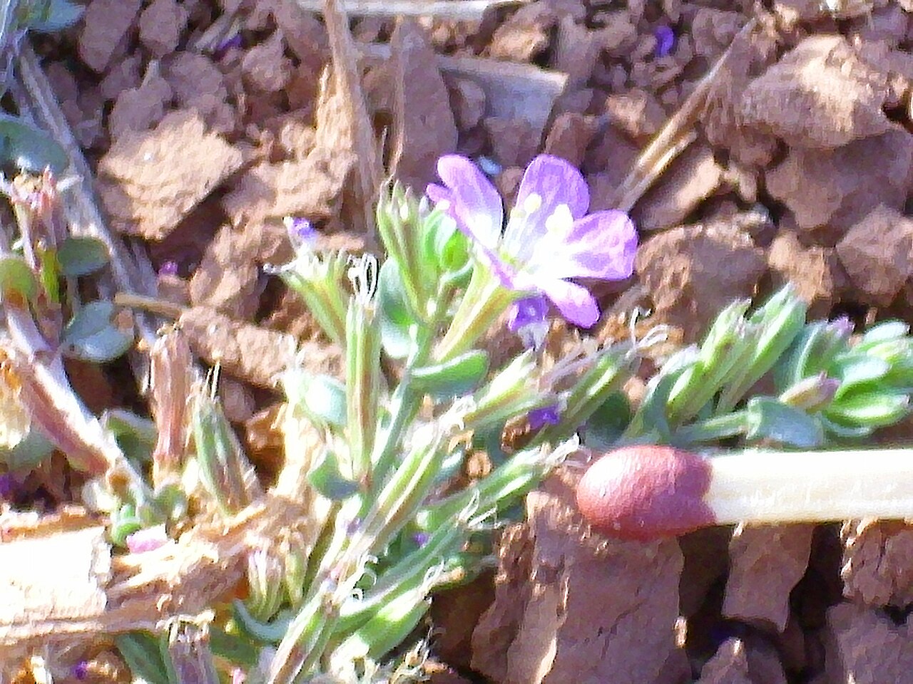 Threebract loosestrife: Flower of Lythrum tribracteatum , Jabalón river, Campo de Calatrava , Spain .
